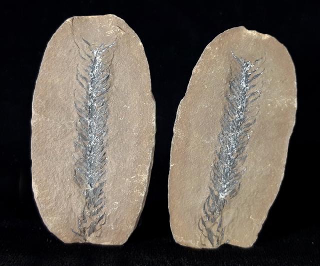 Lepidostrobus sp. BRONGNIART 1828 (Fruchtstand Schuppenbaum) - Bild © FossNet FossilienStore